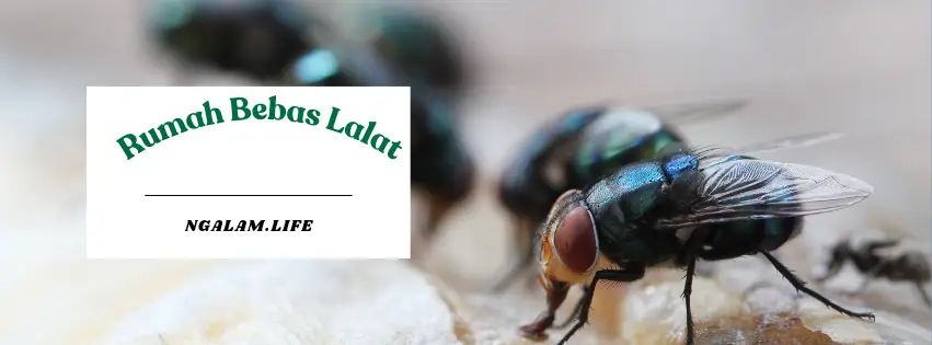 Rumah bebas lalat