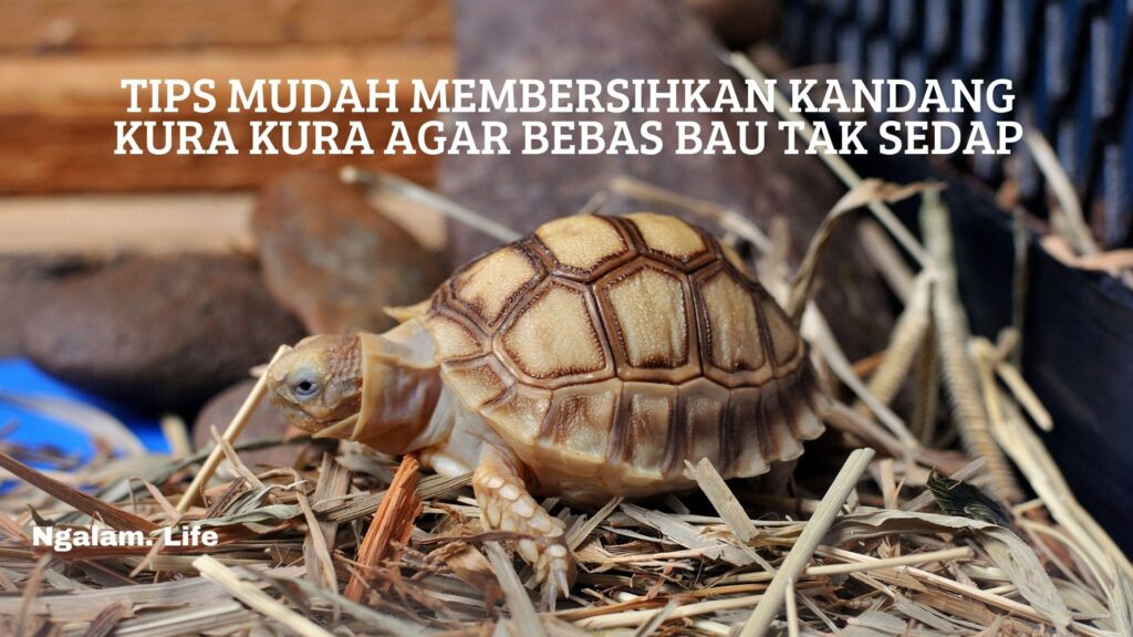 Membersihkan kandang kura