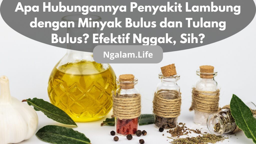 Lambung dan minyak bulus