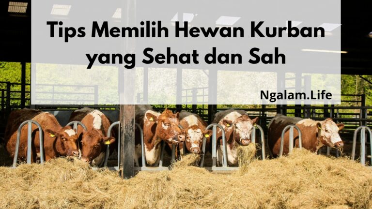 Memilih hewan kurban