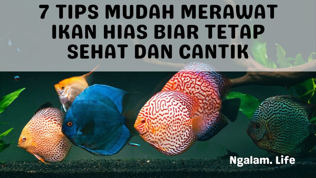 Merawat ikan hias