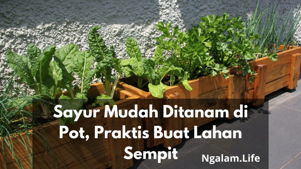 Sayur ditanam di pot